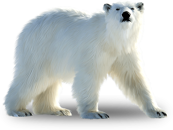 Polar Bear